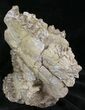 Oreodont (Merycoidodon) Partial Skull - Wyoming #27585-3